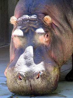 Bubbles the Hippo